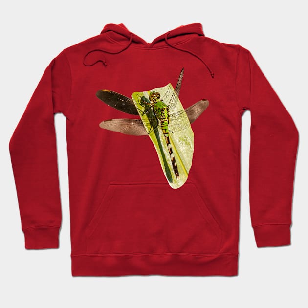 Dragonfly on a leaf Hoodie by dalyndigaital2@gmail.com